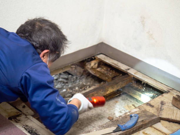 Home Mold Removal in Carolina Forest, SC