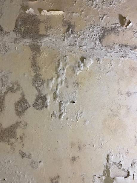 Best Home Mold Removal  in Carolina Forest, SC