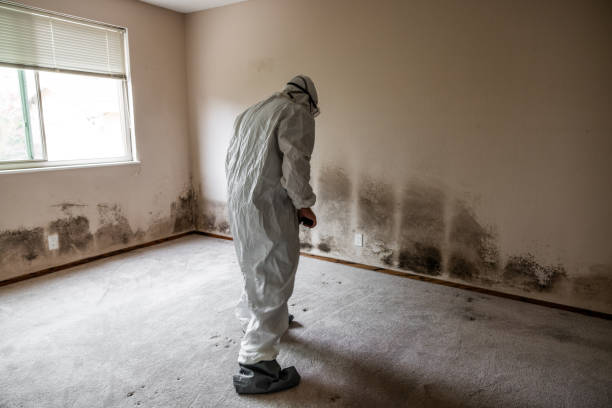 Best Local Mold Removal Service  in Carolina Forest, SC